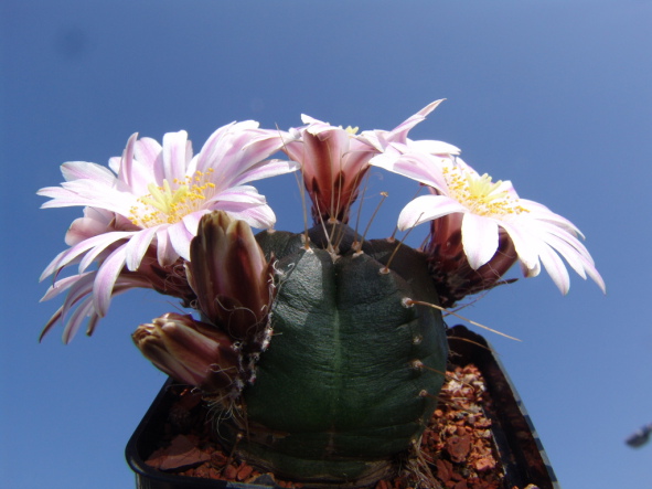 ECHINOCEREUS KNIPPELIANUS