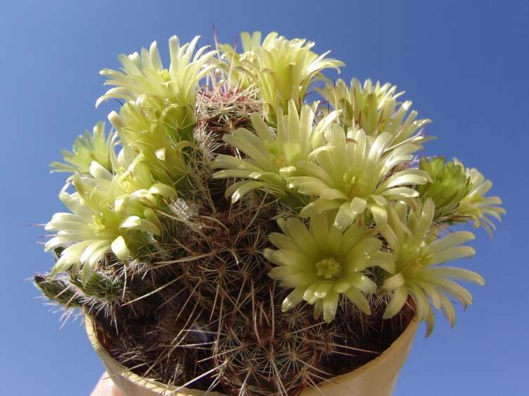 Echinocereus chloranthus SB 506, Dona Ana Co, NM (5)m