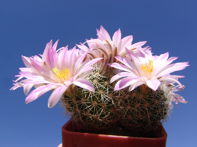 Mammillaria napina PP 662, Tehuacan, Puebla(4)m