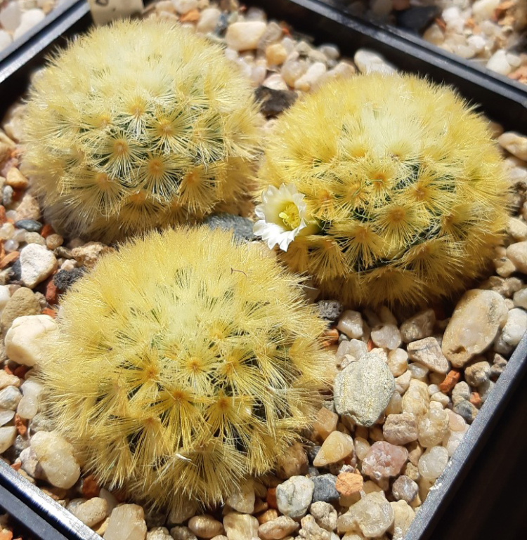 Mammillaria carmenaem