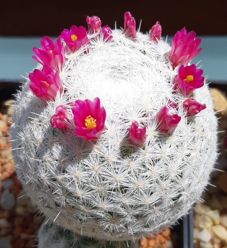 Mammillaria humboltiim