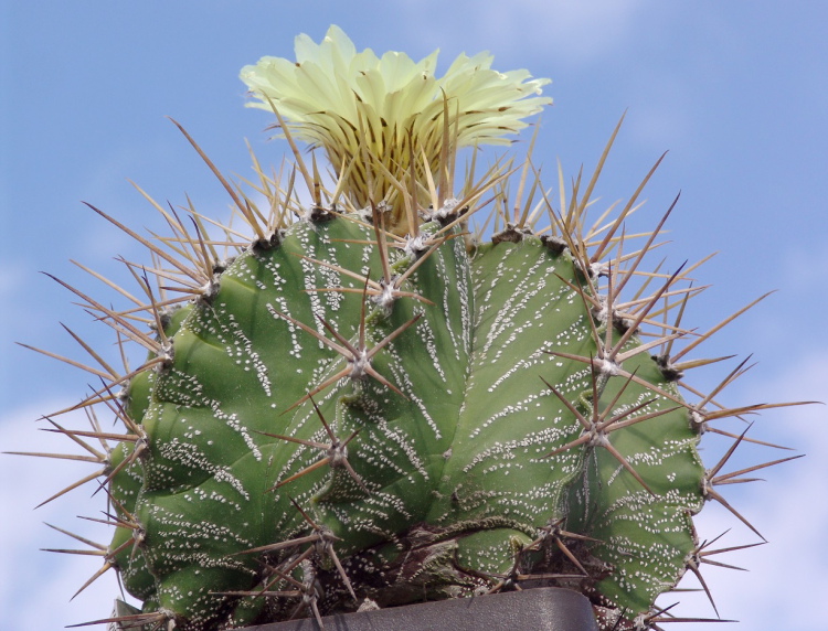 Astrophytum ornatum PP 885 Vista Hermosa Que 4m