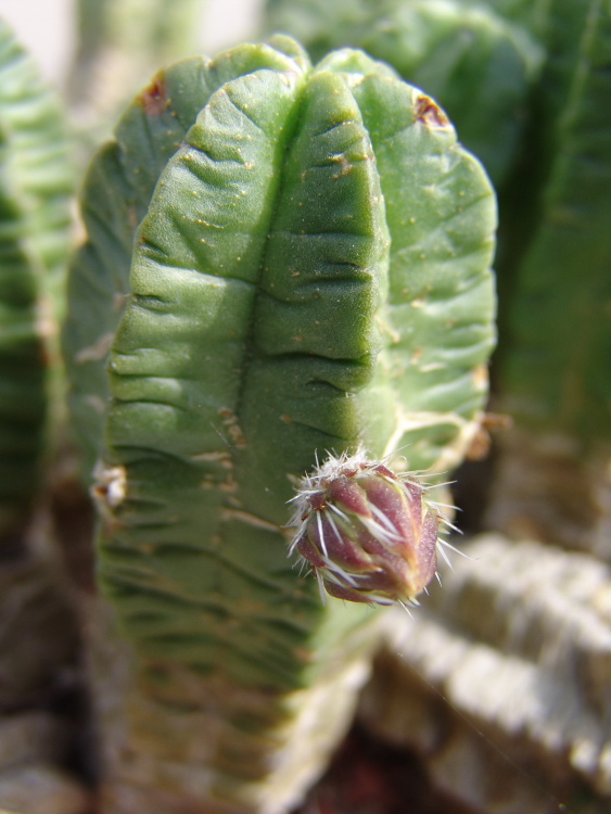 Echinocereus morricalii (1)m