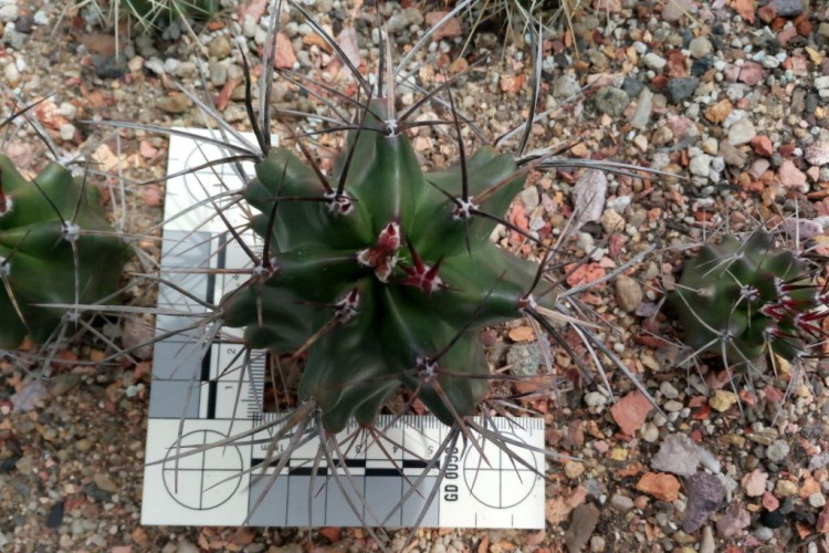 triglochidiatus White Sands 2019 2m