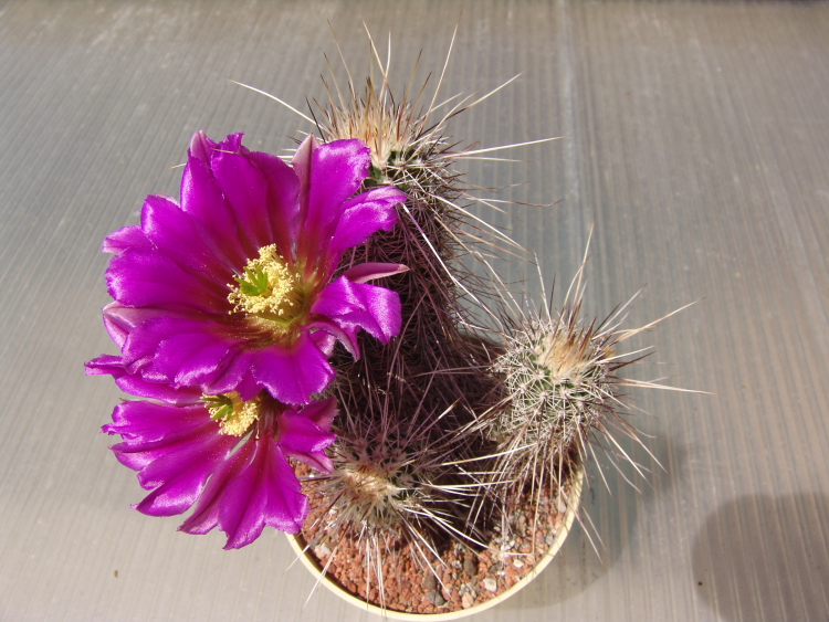 Echinocereus apachensis, Rua 15, S. Globe  (6)m