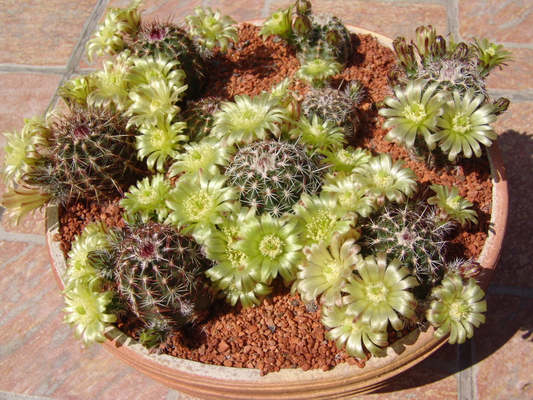 Echinocereus viridiflorus SB 137 (3)m