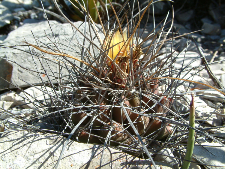 thelocactus flavus pp 1027m