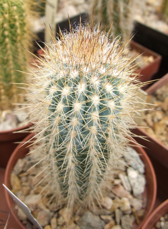 Obr. 4. Pilosocereus braunii m