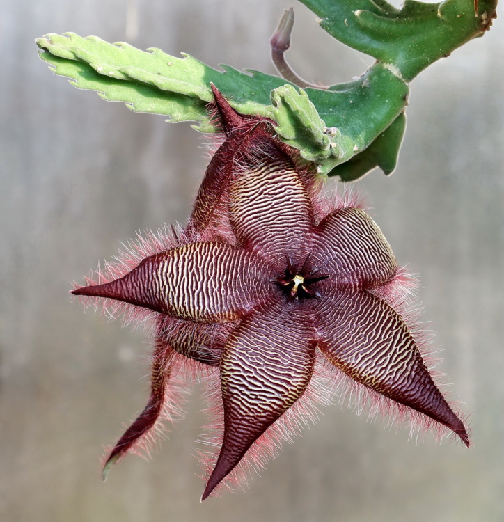 Stapelia m