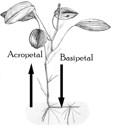 Directions of acropetal and basipetal translocation