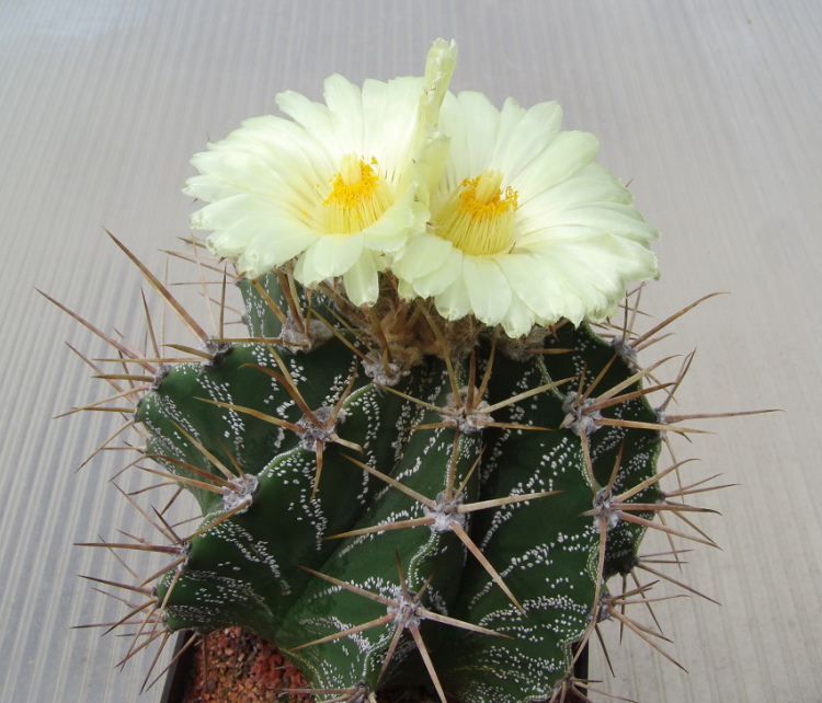 Astrophytum ornatum PP 885 Vista Hermosa Que kulturn rostlina PP kopie m