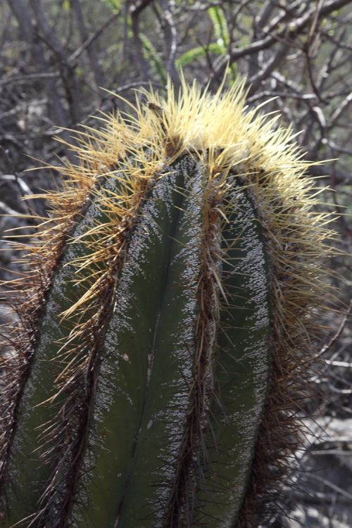 Astrophytum ornatum Pressa Zimapan Que foto Vclav Jakubec kopie m