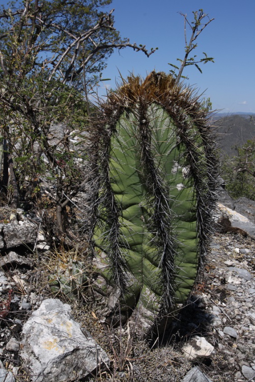 Astrophytum ornatum Rio Bagres SLPfoto Petr esal 1 kopie m