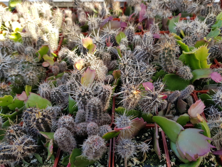 Austrocactus grafted on Schlumbergera 22 9 2019 4 m