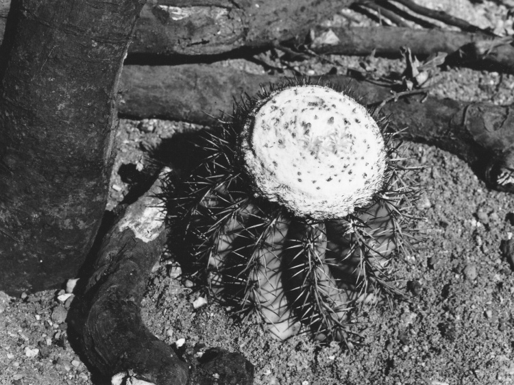 M mazelianus m