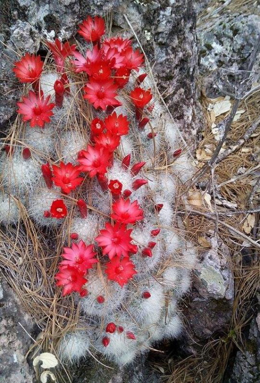 Romon Ortiz Mamilopsis senilis Las Bayas Durango 15 4 22 m