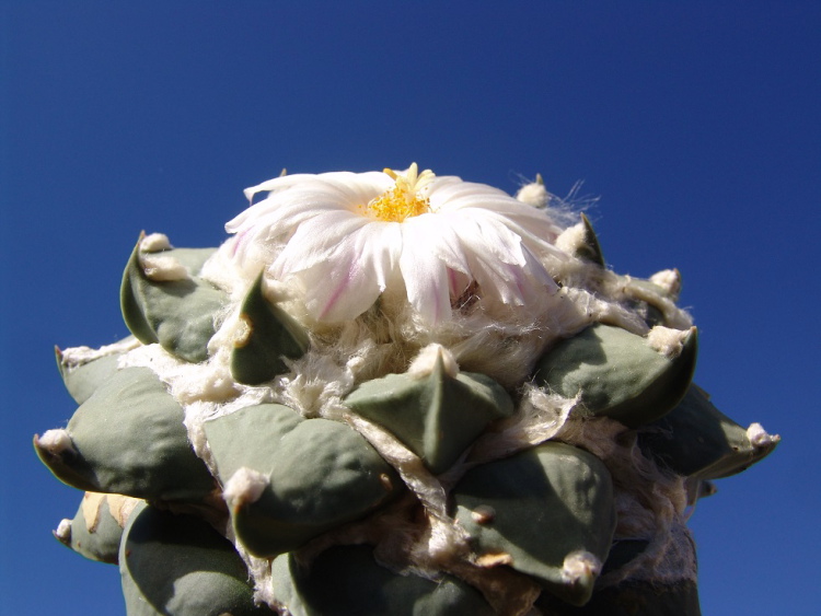 Ariocarpus furfuraceus f rostratus PP 807 Sierra de la Paila La Paloma Coah 1 m