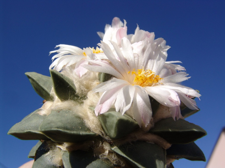 Ariocarpus retusus f pulchellus PP 1444 Francisco Y Madera SLP 2 m