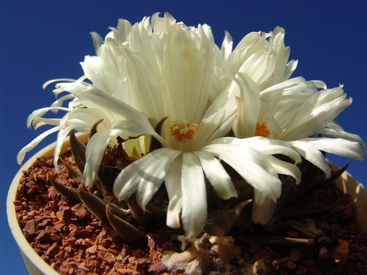 Ariocarpus trigonus minor PP 615 3 m