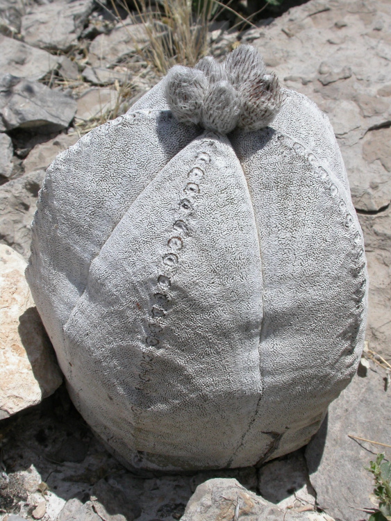 A coahuilense Cerro Bola Kunte m