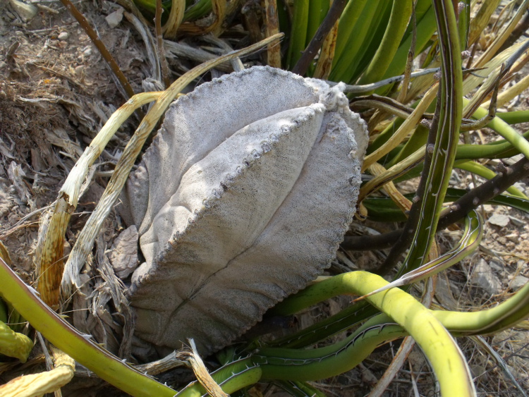 Astrophytum coahuilense PT 289 Boquilla de las Perlas DUR 1 m