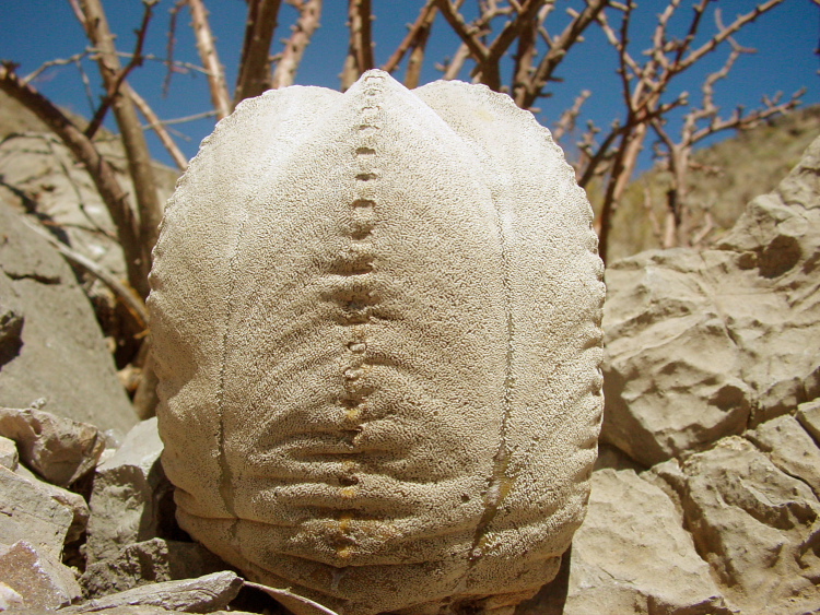 Astrophytum coahuilense Viesca Coah foto archiv PP m