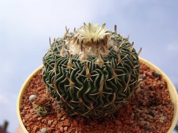 Echinofossulocactus phyllacanthus RS 454c Fresnillo m
