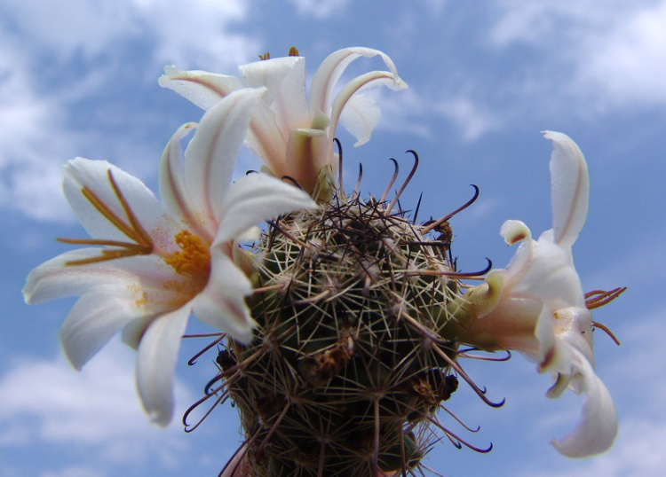 obr1 Mammillaria luisiae KPP 1785 m