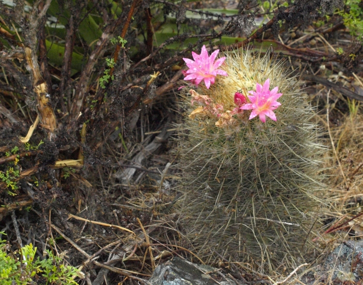 PB072135 Neoporteria litoralis Los Vilos 750