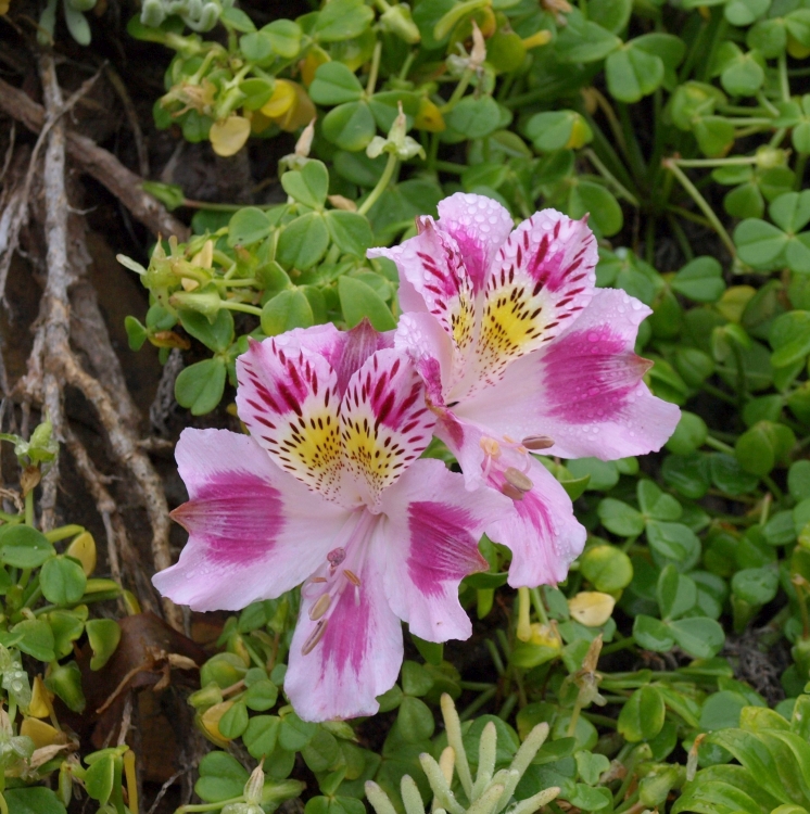 PB072142 Alstroemeria violacea Los Vilos 750