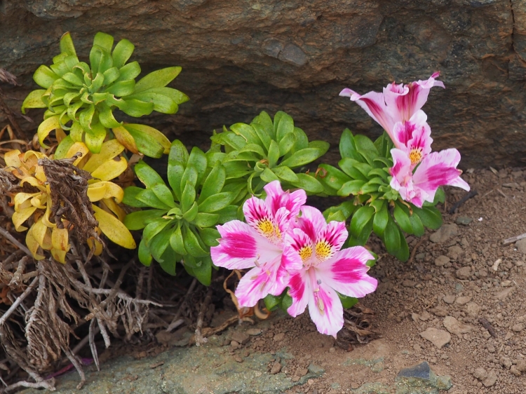 PB100125 Alstroemeria violacea Los Moles 750