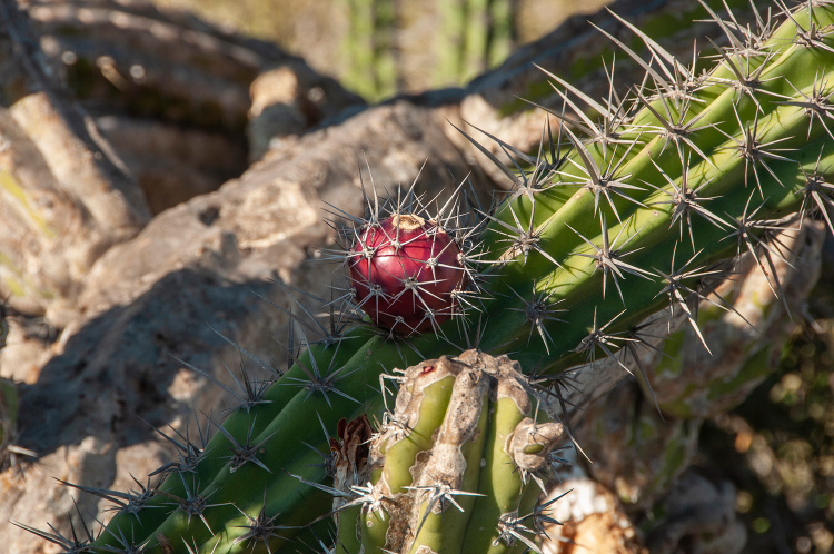 machaerocereus gummosus 1 ic m