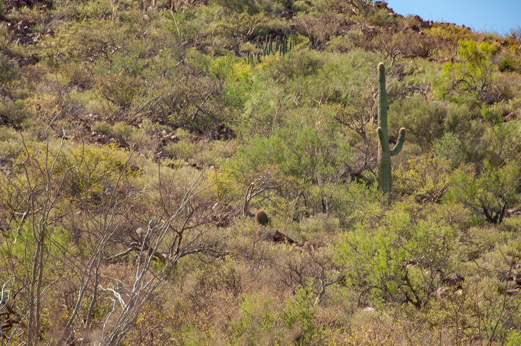 pachycereus pringleii 1 C m