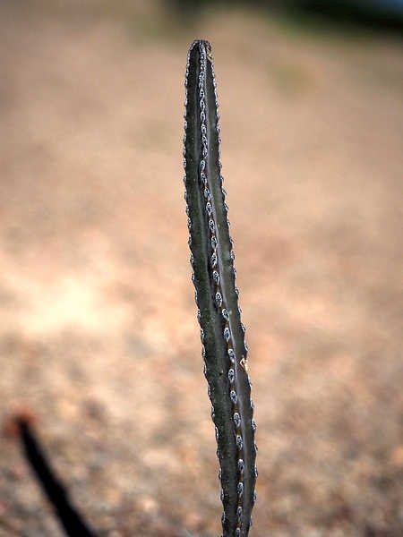 PB049226 Escalon WP1472 Peniocereus greggii 750