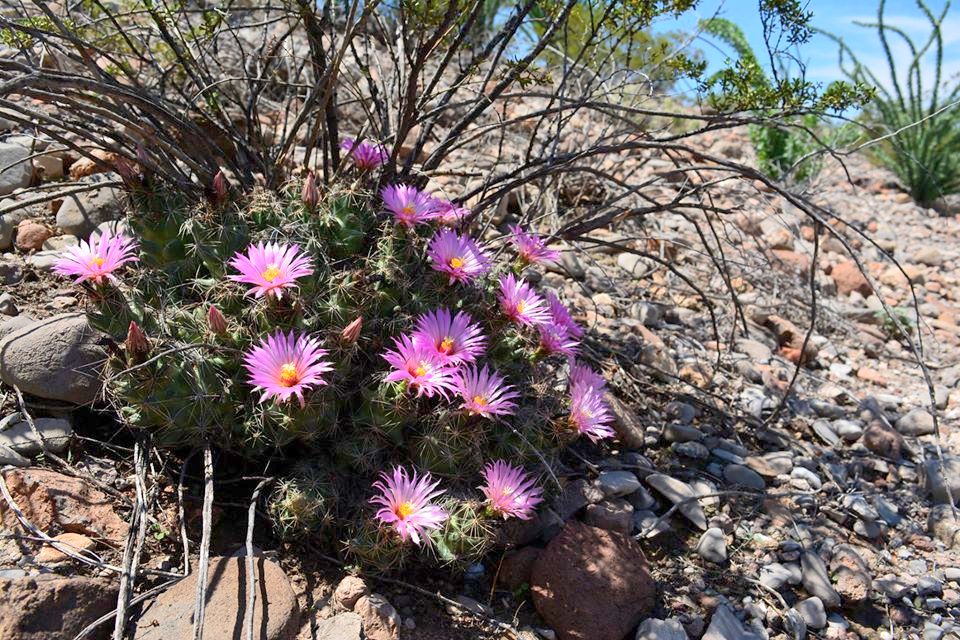 Coryphantha macromeris