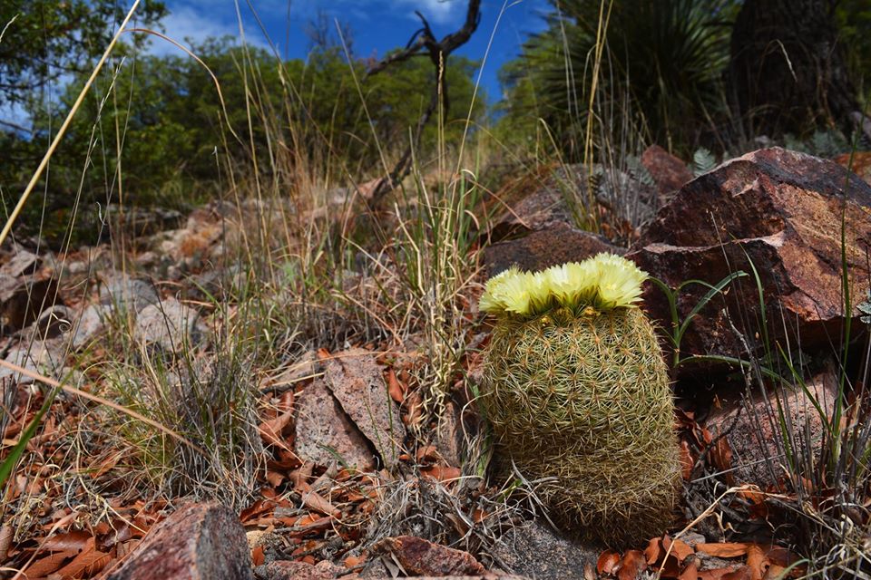 Coryphantha recurvata Julio Sonora