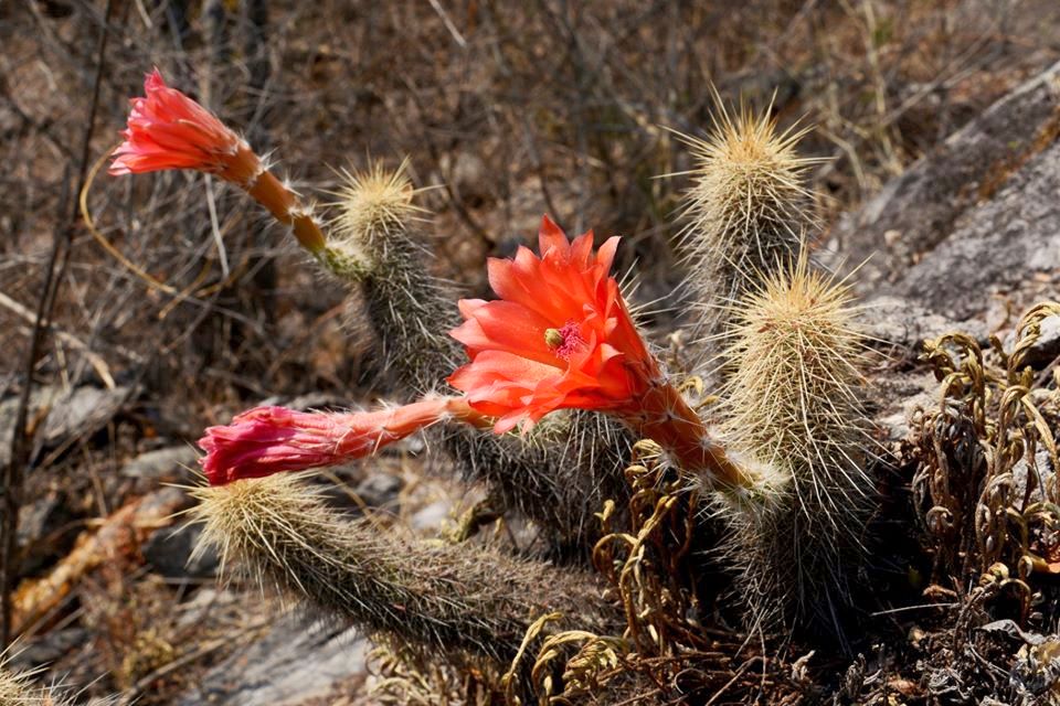 Echinocereus chaletii 2