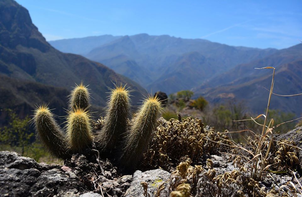 Echinocereus chaletii Chihuahua