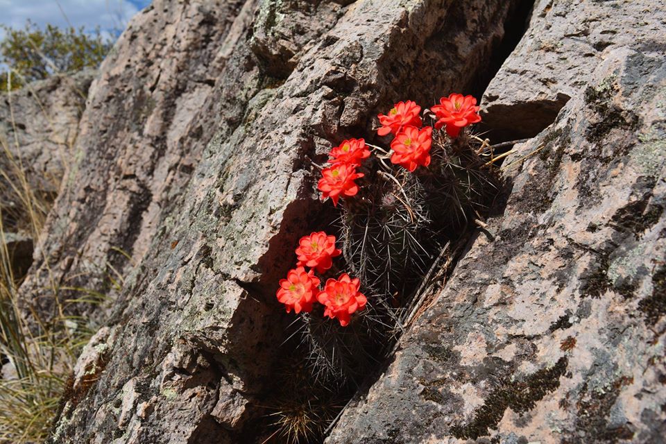 Echinocereus polyacanthus Abril Chihuahua