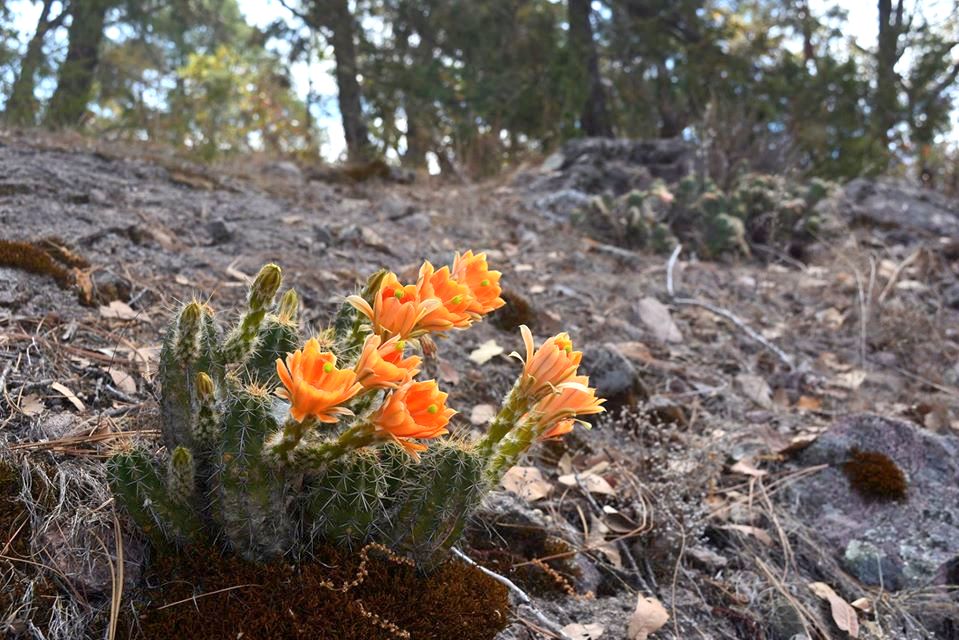 Echinocereus rischeri sur de Chihuahua