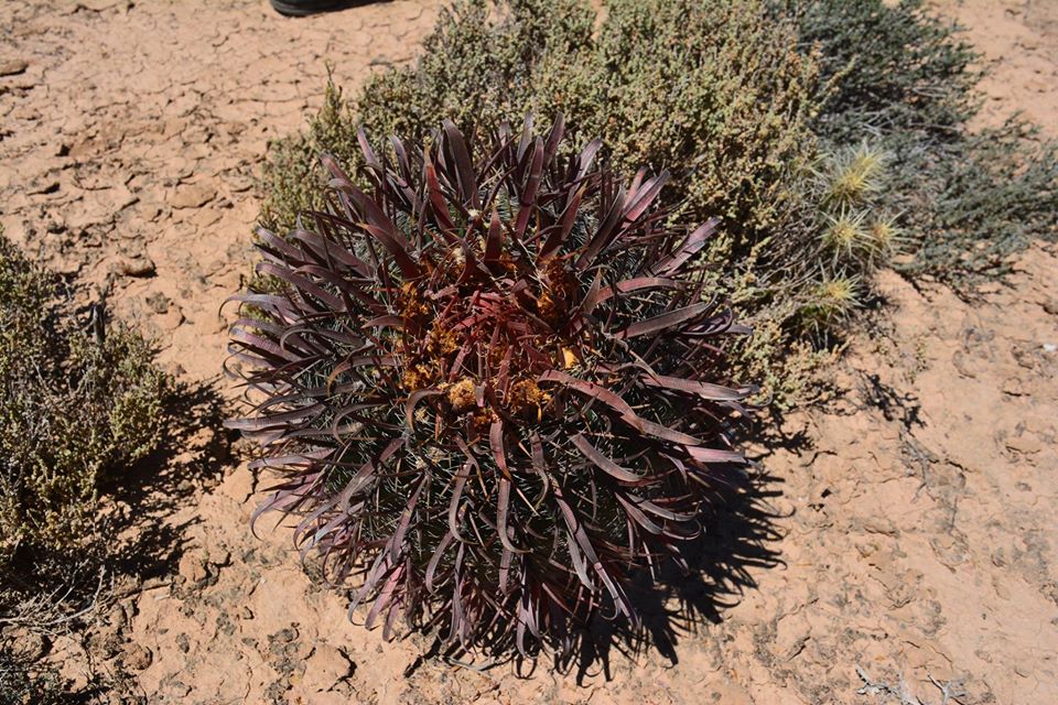 Ferocactus sp Baja California