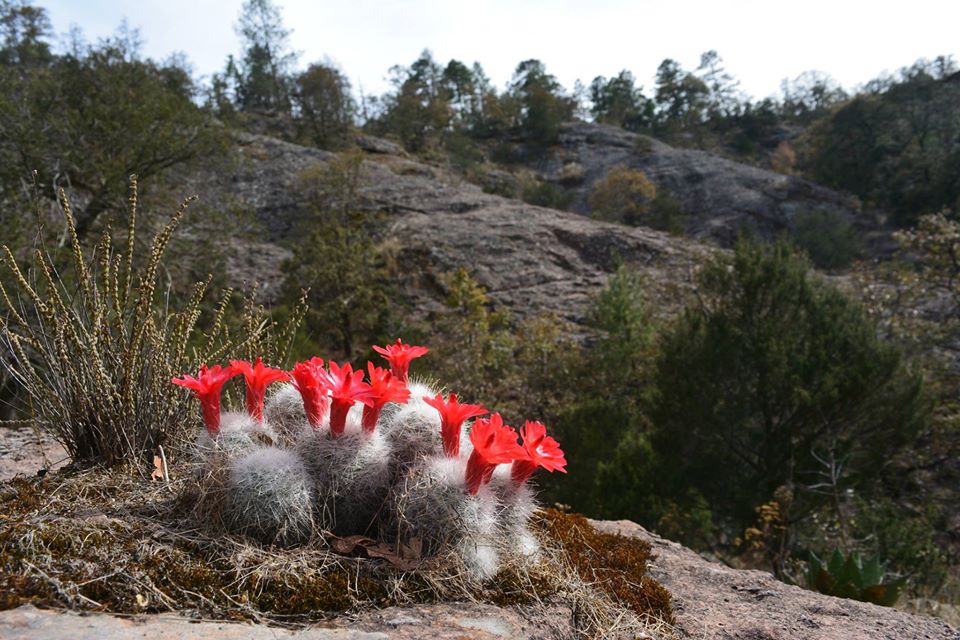 Mammillaria senilis Chihuahua