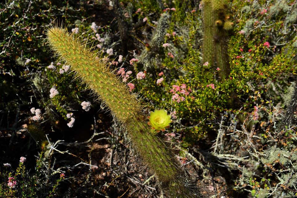 Bergerocactus emoryi Mayo baja California