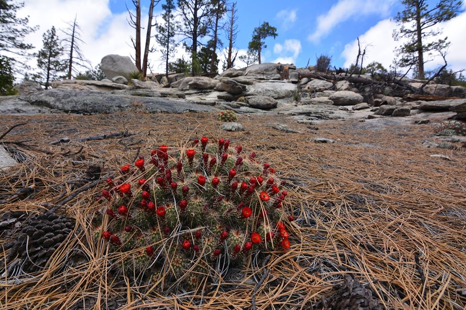 Echinocereus pacificus ssp mombergerianus Mayo baja California