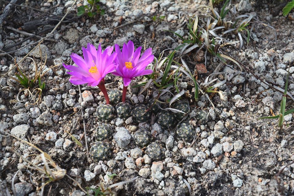 Mammillaria goldii SonoraMarzo