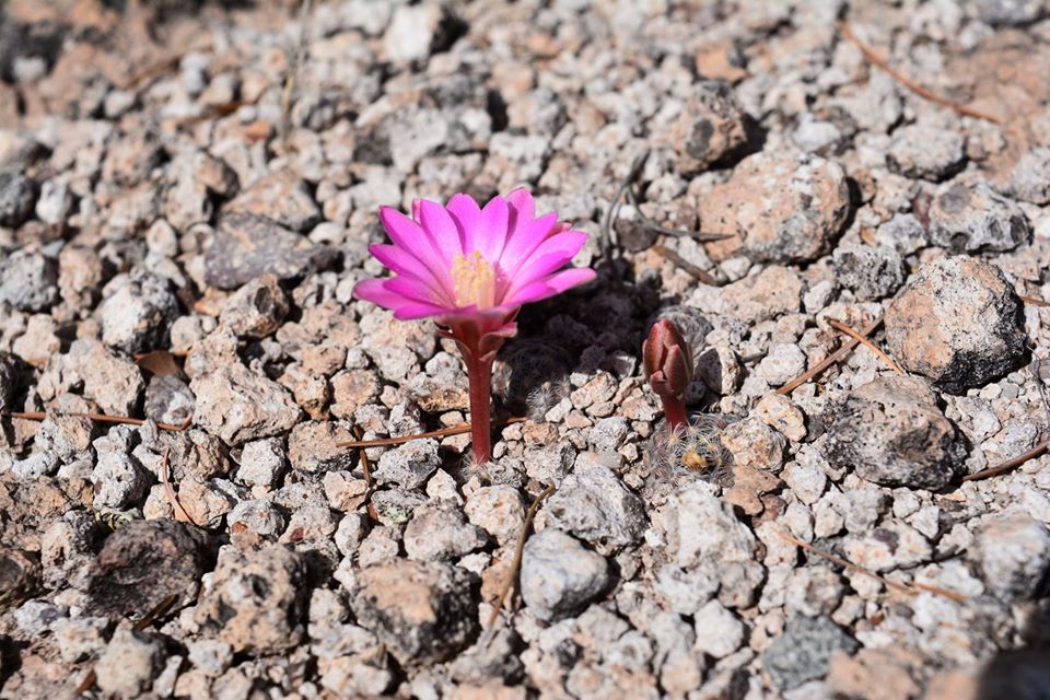 Mammillaria saboae Chihuahua Abril