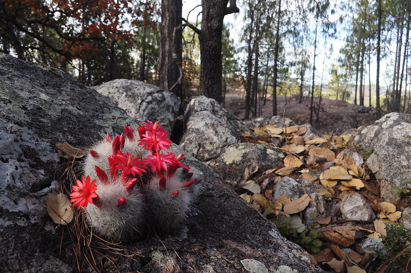 Mammillaria senilis