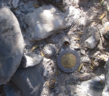 4 Turbinicarpus pseudopoctinatus v rubriflorus