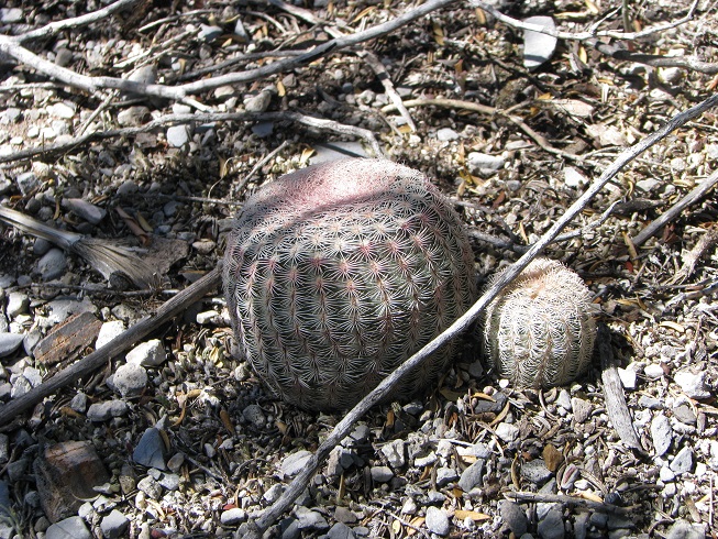 5 Echinocereus pectinatus