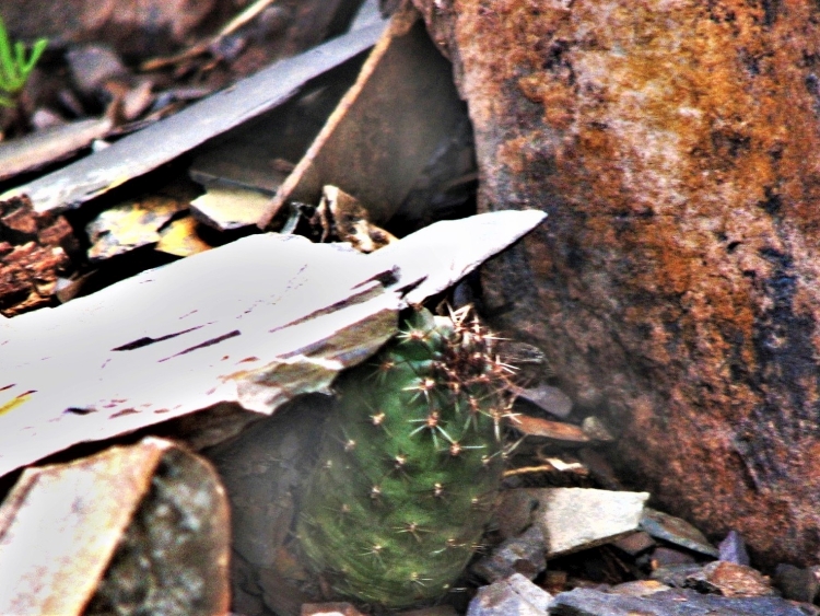 MEDIOLOBIVIA EINSTEINII V ATROSPINOSA LF55a ENCRUCIJADA 3600m 750